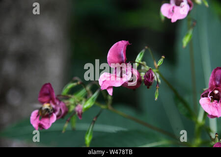 Lathyrus tuberosus, tuberous pea, tuberous vetchling, earthnut pea, aardaker, tine-tare. Picture taken in austria Stock Photo
