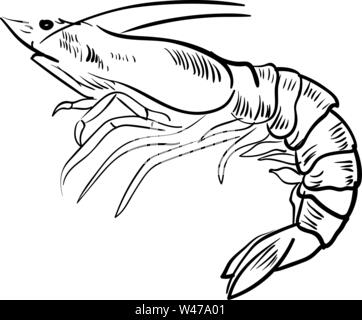 Shrimp drawing, illustration, vector on white background. Stock Vector