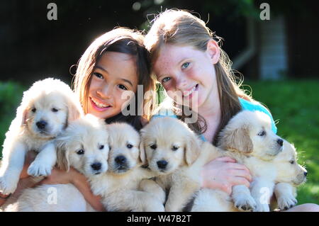 Two young girls holding six golden retriever puppies Stock Photo