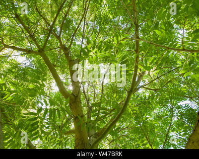 Look up the trees at Los Angeles, California Stock Photo