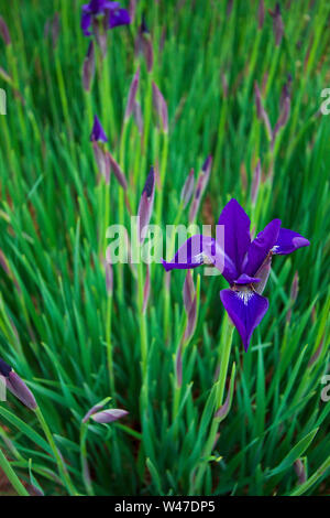 Iris versicolor Blue Flag. Single flower with buds and soft focus, textyred background. Stock Photo