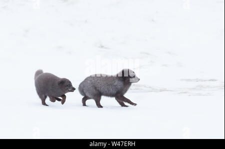 Arctic foxes chasing each other during breeding season in Iceland. Stock Photo