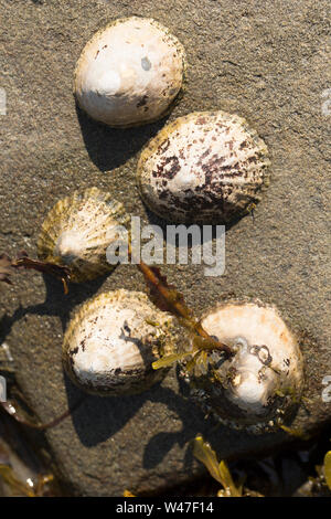 Common limpets, Patella vulgata, exposed at low water on the shoreline of Portland Harbour Dorset England UK GB.