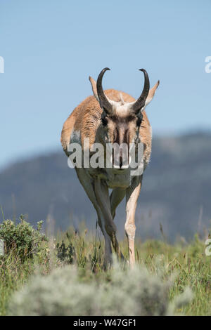 Pronghorn Buck in Yellowstone Stock Photo