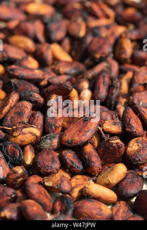 Raw Cocoa beans drying on a cacao plantation close-up Stock Photo