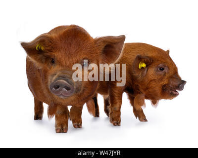 2 Adorable ginger Kunekune piglets, standing together. Looking with at / beside camera. Isolated on white background. Stock Photo