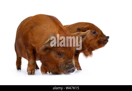 2 Adorable ginger Kunekune piglets, standing together side ways. Looking to the side. Isolated on white background. Stock Photo