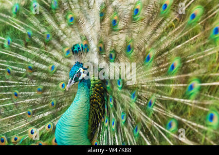 Close up male peacock with fully unfolded feathers of his tail. Male Peacock rattles his plumage during courtship. Blured motion photo