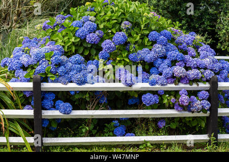 Blue Hydrangea in full bloom. Stock Photo