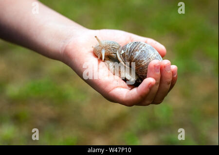 Helix Pomatia on a palm. Childs hand holding a snail. Stock Photo