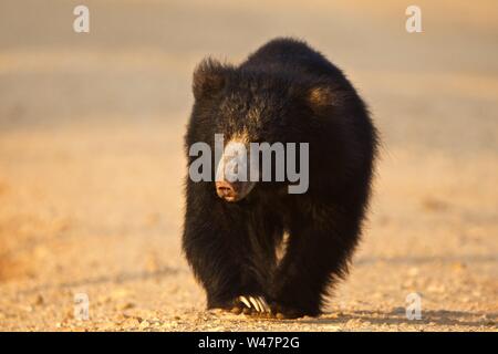 Closeup of Sloth Bear, Yala National Park, Sri Lanka Stock Photo