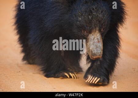 Closeup of Sloth Bear, Yala National Park, Sri Lanka Stock Photo