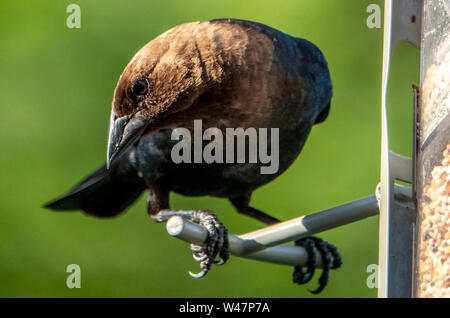Bird on a perch Stock Photo