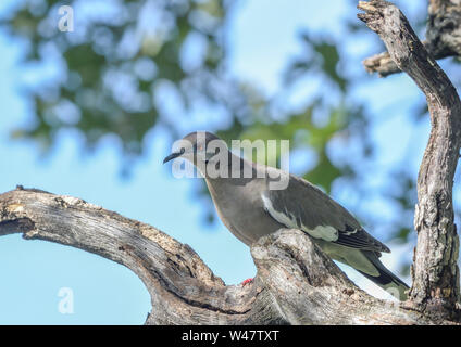 A white-winged dove perched on a dead tree branch in a backyard. White-winged doves Zenaida asiatica are a plentiful game bird in  American southwest. Stock Photo