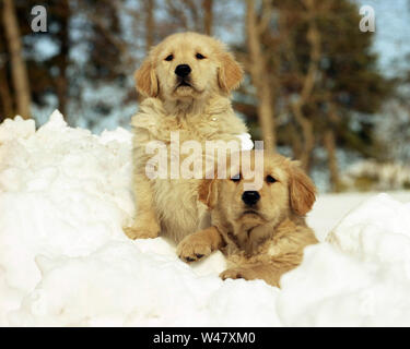 Two golden retriever puppies sitting in the snow Stock Photo