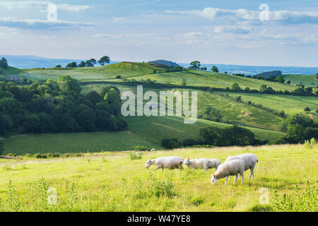 Grazing sheep on hilly green fields of Shropshire in United Kingdom Stock Photo