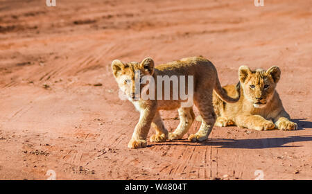 Cute and adorable brown lion cubs running and playing in a nature reserve in Johannesburg South Africa Stock Photo