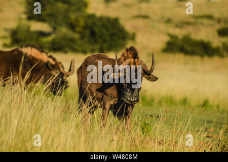 Male brown wildebeest in a nature reserve in South Africa Stock Photo