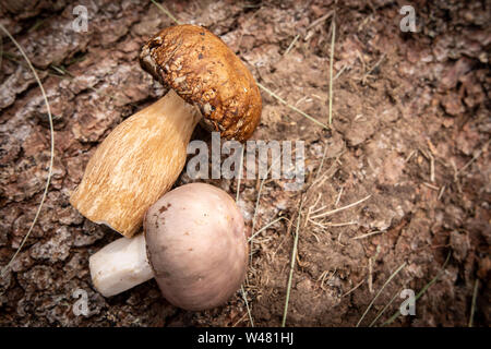 Wild Mushrooms on Rough Tree Bark Background. Nature and Edible Healthy Food Concept. Stock Photo