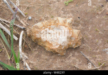Arrowhead found in northeast louisiana Stock Photo