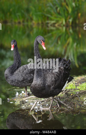 Pair of black swans standing on the bank of a river in England, UK Stock Photo