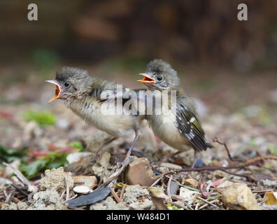 Two baby fledging Goldcrest birds on the ground begging to be fed with open beaks.  The Goldcrest, Regulus regulus is Britains smallest bird. Stock Photo
