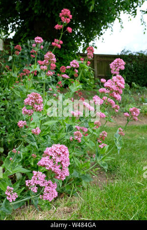 Valerian plant growing in a garden flower border. (Valeriana Officinalis) Stock Photo