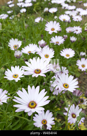 Cape daisies or African daisy (Osteorspermum) detail of a daisybush in a garden border Stock Photo
