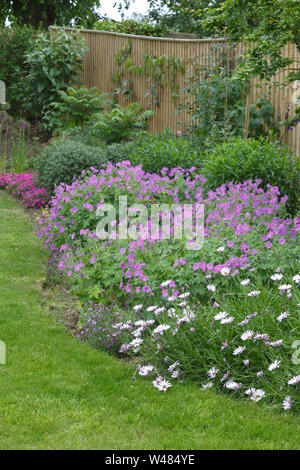 Garden flower border and lawn with geraniums and cape daisies and in an English garden Stock Photo