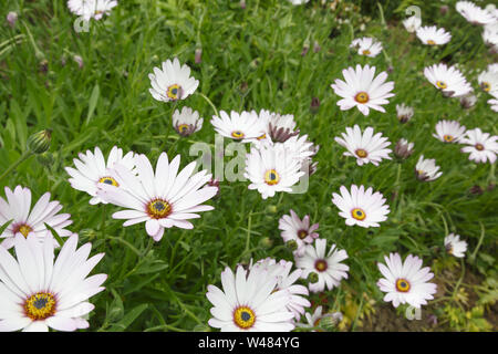 Cape daisies or African daisy (Osteorspermum) closeup of a daisy bush in a garden flower bed Stock Photo