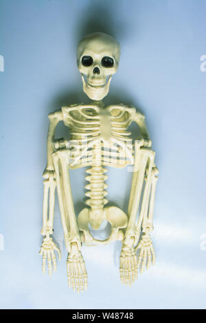 Model of artificial  Human Skeleton on gray background Stock Photo