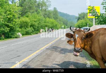 a herd of cows crossing the road, and pose a danger to cars Stock Photo