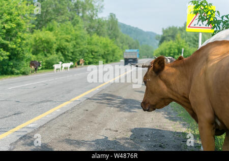 a herd of cows crossing the road, and pose a danger to cars Stock Photo