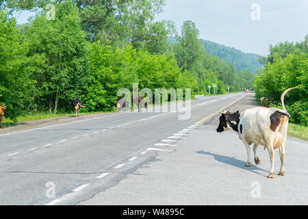 a herd of cows crossing the road, and pose a danger to cars Stock Photo