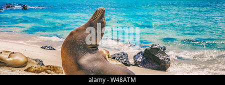 Panoramic image of Galapagos Sea Lion in sand lying on beach on Gardner Bay Beach, Espanola Island, Galapagos Islands. Animals and wildlife nature in Ecuador, South America. Cute animals Stock Photo