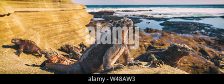Galapagos Iguana lying in the sun on rock. Marine iguana is an endemic species in Galapagos Islands Animals, wildlife and nature of Ecuador. Stock Photo