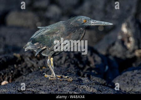 Lava heron aka Galapagos heron on Galapagos Islands foraging and catching and eating food on Tortuga Bay, Santa Cruz Island. Amazing bird animals wildlife nature of Galapagos, Ecuador. Stock Photo