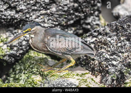 Striated Heron on Galapagos Islands foraging and catching and eating food on Tortuga Bay, Santa Cruz Island. Amazing bird animals wildlife nature of Galapagos, Ecuador. Stock Photo