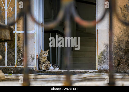 Cute Feral Alley Mama Cat Feeding The Baby Kitten In Budva Medieval Old Town With Mediterranean Stone House In The Background In Montenegro Balkans Stock Photo Alamy