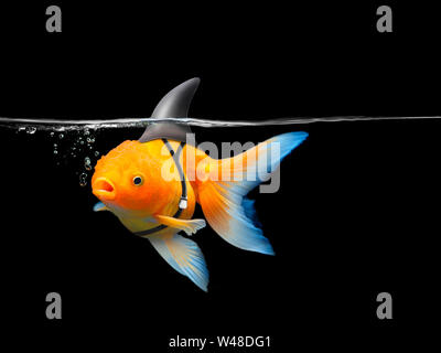 Goldfish with shark fin swim in black water, Gold fish with shark flip . Mixed media Stock Photo