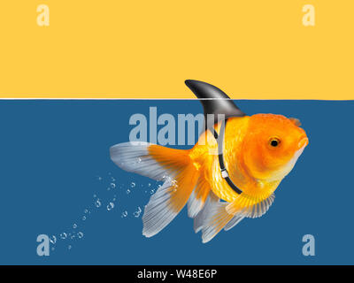 Goldfish Shark Fin Swimming Black Background Gold Fish Swim