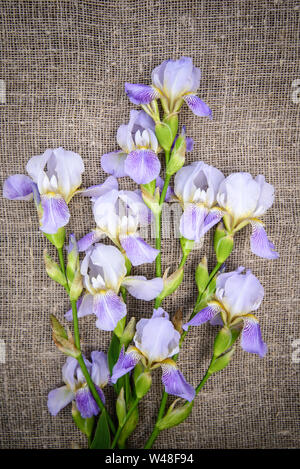 Beautiful purple flowers irises on a gray canvas background, top view Stock Photo