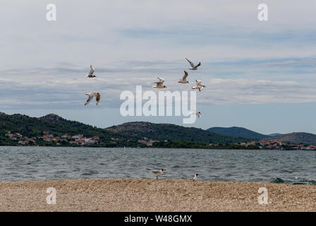 flying seagulls on the sea in Croatia