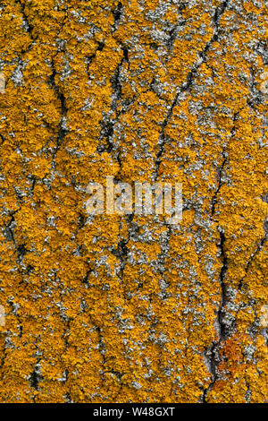 Closeup yellow and orange moss on tree bark. Texture background. Rough surface of trunk. Wooden pattern of oak trunk. Stock Photo