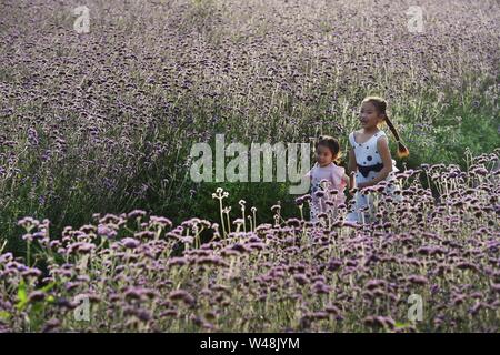 (190721) -- BEIJING, July 21, 2019 (Xinhua) -- Girls play among blossoming flowers in Liuba County of Hanzhong City, one 'natural oxygen bar,' northwest China's Shaanxi Province, July 12, 2019. As more and more Chinese people are choosing to visit places that have fresh air, thick forests and are rich in negative ions, ecotourism becomes a fresh favoured choice across the country. According to a report by the China Meteorological Service Association, trips to the regions granted as 'natural oxygen bars' by the association surged over 200 percent year on year in 2018. (Xinhua/Tao Ming) Stock Photo