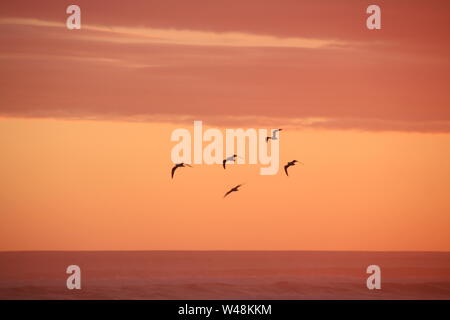 Seagull flying through the sky on a dull cloudy day Stock Photo