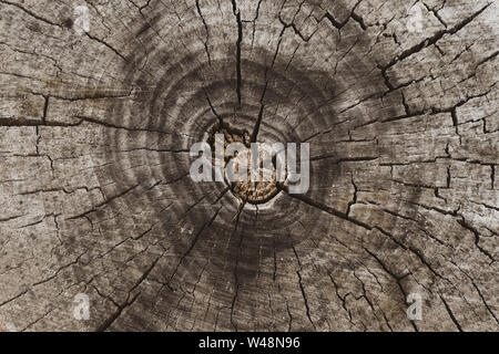 Cross section of tree trunk. Stump background, natural pattern. Top view. Old tree wooden texture. Stock Photo