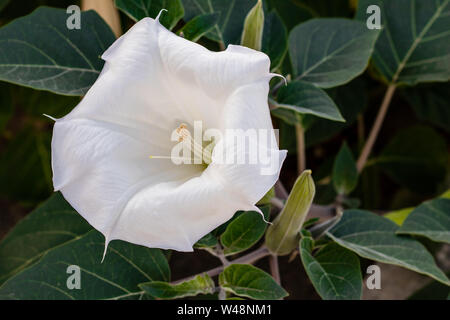 Datura innoxia - white flower close-up. Inoxia with green leaves. Floral background. Stock Photo