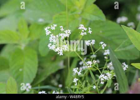 close up of Galium palustre, the common marsh bedstraw or simply marsh-bedstraw flower Stock Photo