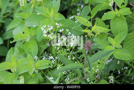 close up of Galium palustre, the common marsh bedstraw or simply marsh-bedstraw flower Stock Photo